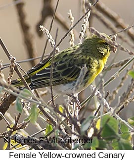 Yellow-crowned Canary - © James F Wittenberger and Exotic Birding LLC Yellow-crowned Canary - © James F Wittenberger and Exotic Birding LLC