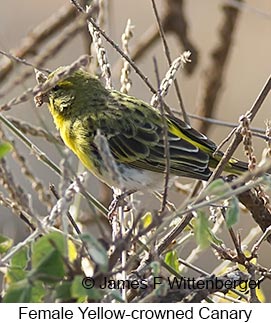 Yellow-crowned Canary - © James F Wittenberger and Exotic Birding LLC