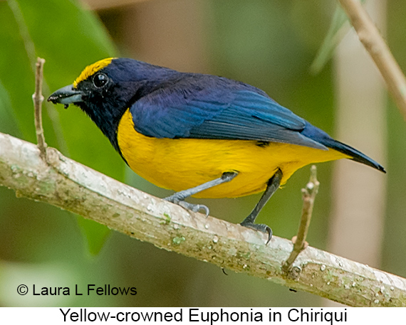 Yellow-crowned Euphonia - © The Photographer and Exotic Birding LLC