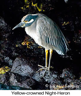 Yellow-crowned Night-Heron - &copy; Laura L Fellows and Exotic Birding Tours