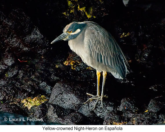 Yellow-crowned Night-Heron - © James F Wittenberger and Exotic Birding LLC