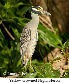 Yellow-crowned Night-Heron - © Laura L Fellows and Exotic Birding LLC