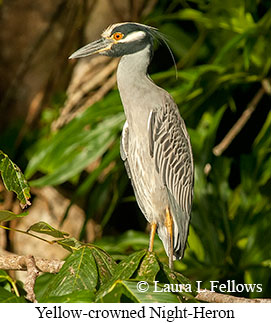 Yellow-crowned Night-Heron - © Laura L Fellows and Exotic Birding LLC