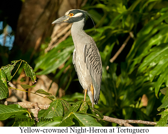 Yellow-crowned Night-Heron - © Laura L Fellows and Exotic Birding LLC