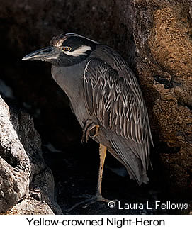 Yellow-crowned Night-Heron - © Laura L Fellows and Exotic Birding LLC