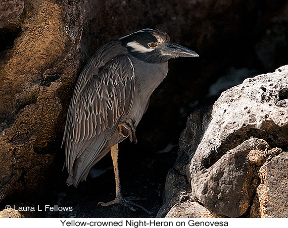 Yellow-crowned Night-Heron - © Laura L Fellows and Exotic Birding LLC