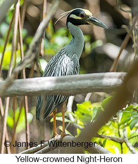 Yellow-crowned Night-Heron - © James F Wittenberger and Exotic Birding LLC