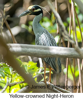 Yellow-crowned Night-Heron - © James F Wittenberger and Exotic Birding LLC