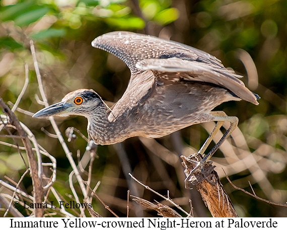 Yellow-crowned Night-Heron - © James F Wittenberger and Exotic Birding LLC
