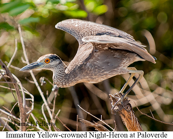 Yellow-crowned Night-Heron - © James F Wittenberger and Exotic Birding LLC Yellow-crowned Night-Heron - © James F Wittenberger and Exotic Birding LLC