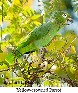 Yellow-crowned Parrot - © Laura L Fellows and Exotic Birding LLC