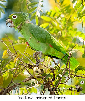 Yellow-crowned Parrot - © Laura L Fellows and Exotic Birding LLC Yellow-crowned Parrot - © Laura L Fellows and Exotic Birding LLC