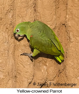 Yellow-crowned Parrot - © James F Wittenberger and Exotic Birding LLC