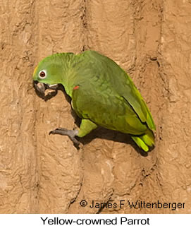 Yellow-crowned Parrot - © James F Wittenberger and Exotic Birding LLC Yellow-crowned Parrot - © James F Wittenberger and Exotic Birding LLC
