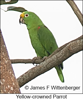 Yellow-crowned Parrot - © James F Wittenberger and Exotic Birding LLC