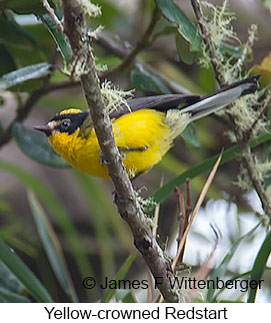 Yellow-crowned Redstart - © James F Wittenberger and Exotic Birding LLC