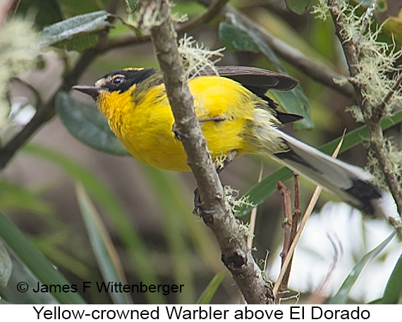 Yellow-crowned Redstart - © James F Wittenberger and Exotic Birding LLC