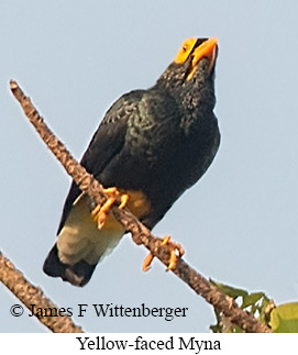 Yellow-faced Myna - © James F Wittenberger and Exotic Birding LLC