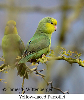 Yellow-faced Parrotlet - &copy; James F Wittenberger and Exotic Birding LLC
