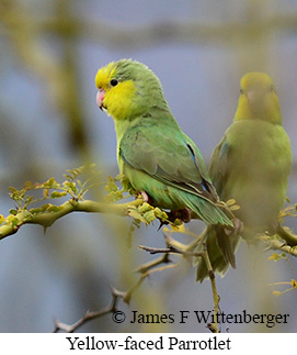 Yellow-faced Parrotlet - &copy; James F Wittenberger and Exotic Birding LLC