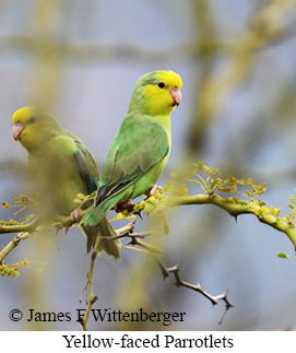 Yellow-faced Parrotlet - &copy; James F Wittenberger and Exotic Birding LLC