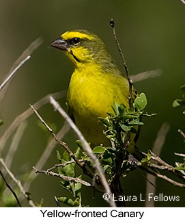 Yellow-fronted Canary - © Laura L Fellows and Exotic Birding LLC