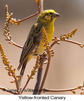 Yellow-fronted Canary - © James F Wittenberger and Exotic Birding LLC