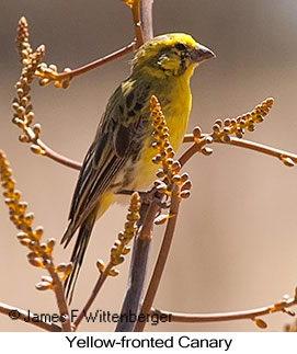 Yellow-fronted Canary - © James F Wittenberger and Exotic Birding LLC Yellow-fronted Canary - © James F Wittenberger and Exotic Birding LLC
