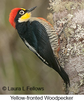 Yellow-fronted Woodpecker - © Laura L Fellows and Exotic Birding LLC