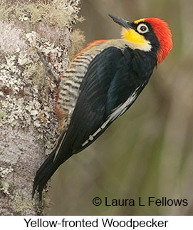 Yellow-fronted Woodpecker - © Laura L Fellows and Exotic Birding LLC