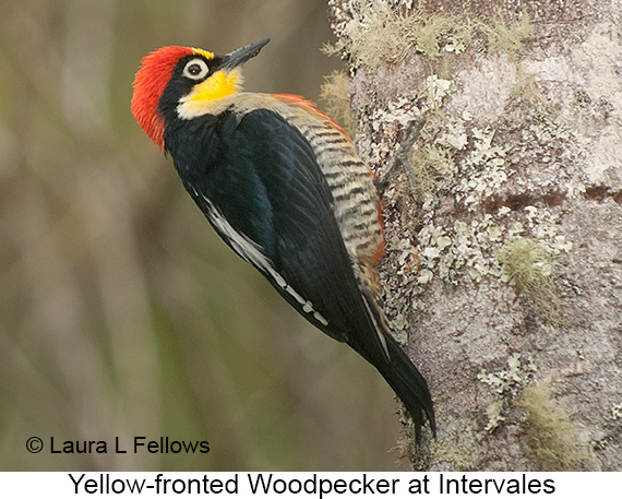 Yellow-fronted Woodpecker - © Laura L Fellows and Exotic Birding LLC