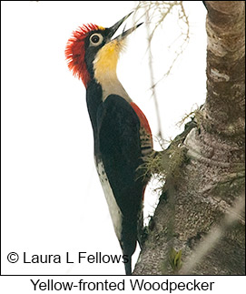 Yellow-fronted Woodpecker - © Laura L Fellows and Exotic Birding LLC