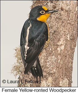 Yellow-fronted Woodpecker - © Laura L Fellows and Exotic Birding LLC