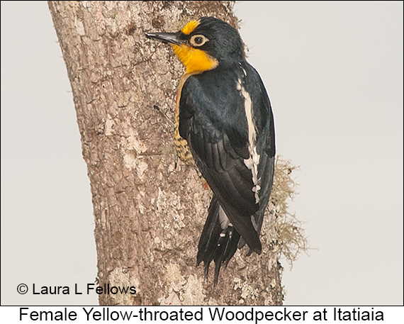 Yellow-fronted Woodpecker - © Laura L Fellows and Exotic Birding LLC