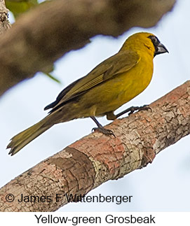 Yellow-green Grosbeak - © James F Wittenberger and Exotic Birding LLC