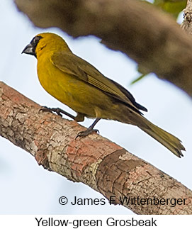 Yellow-green Grosbeak - © James F Wittenberger and Exotic Birding LLC