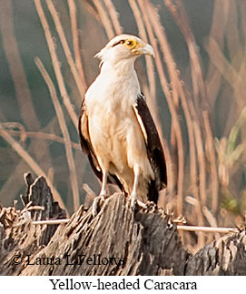 Yellow-headed Caracara - © Laura L Fellows and Exotic Birding LLC