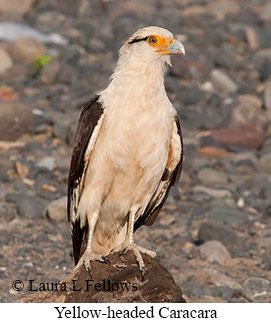 Yellow-headed Caracara - © Laura L Fellows and Exotic Birding LLC