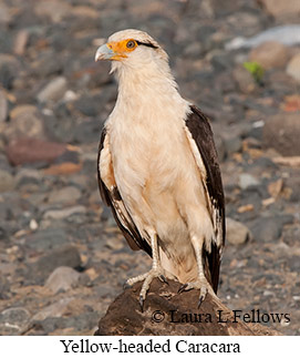 Yellow-headed Caracara - © Laura L Fellows and Exotic Birding LLC