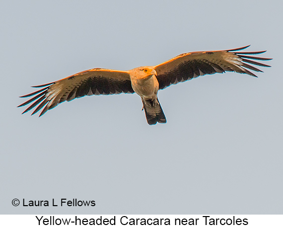 Yellow-headed Caracara - © The Photographer and Exotic Birding LLC