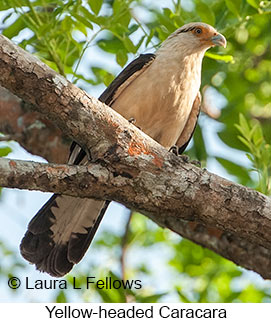 Yellow-headed Caracara - © Laura L Fellows and Exotic Birding LLC