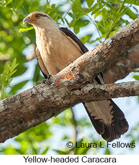 Yellow-headed Caracara - © Laura L Fellows and Exotic Birding LLC