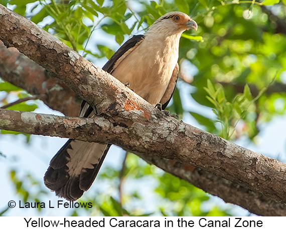 Yellow-headed Caracara - © Laura L Fellows and Exotic Birding LLC