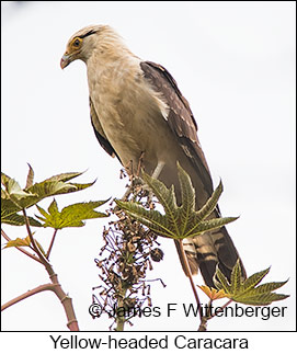 Yellow-headed Caracara - © James F Wittenberger and Exotic Birding LLC