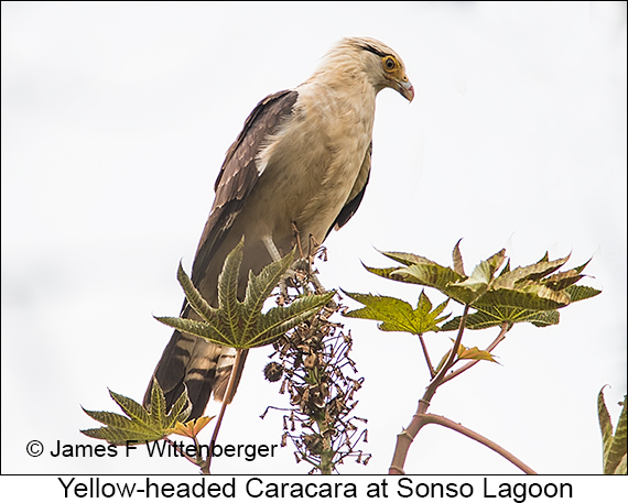 Yellow-headed Caracara - © James F Wittenberger and Exotic Birding LLC
