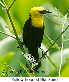 Yellow-hooded Blackbird - © James F Wittenberger and Exotic Birding LLC