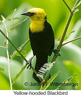 Yellow-hooded Blackbird - © James F Wittenberger and Exotic Birding LLC