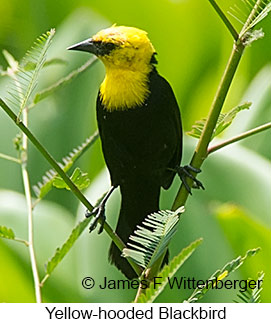 Yellow-hooded Blackbird - © James F Wittenberger and Exotic Birding LLC Yellow-hooded Blackbird - © James F Wittenberger and Exotic Birding LLC