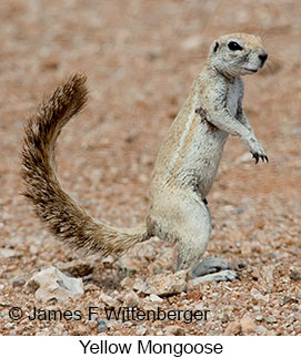 Yellow Mongoose - © James F Wittenberger and Exotic Birding LLC