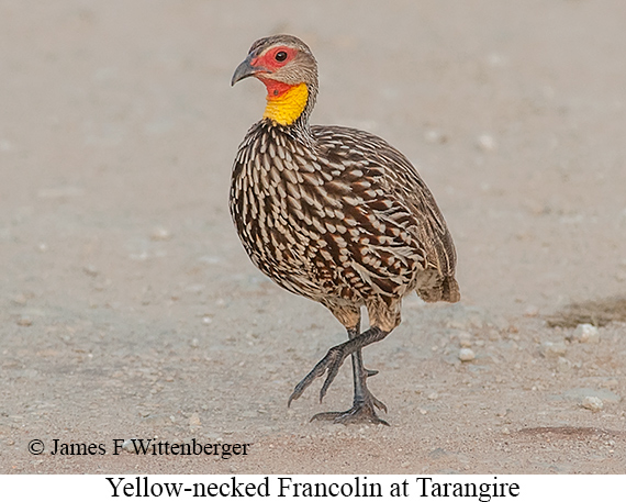 Yellow-necked Francolin - © James F Wittenberger and Exotic Birding LLC